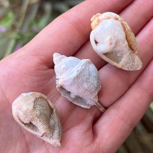 Extra Large Aura Quartz Druzy Spiralite Seashells, Fossilized Shell, Crystallized Seashell, Agatized Seashell