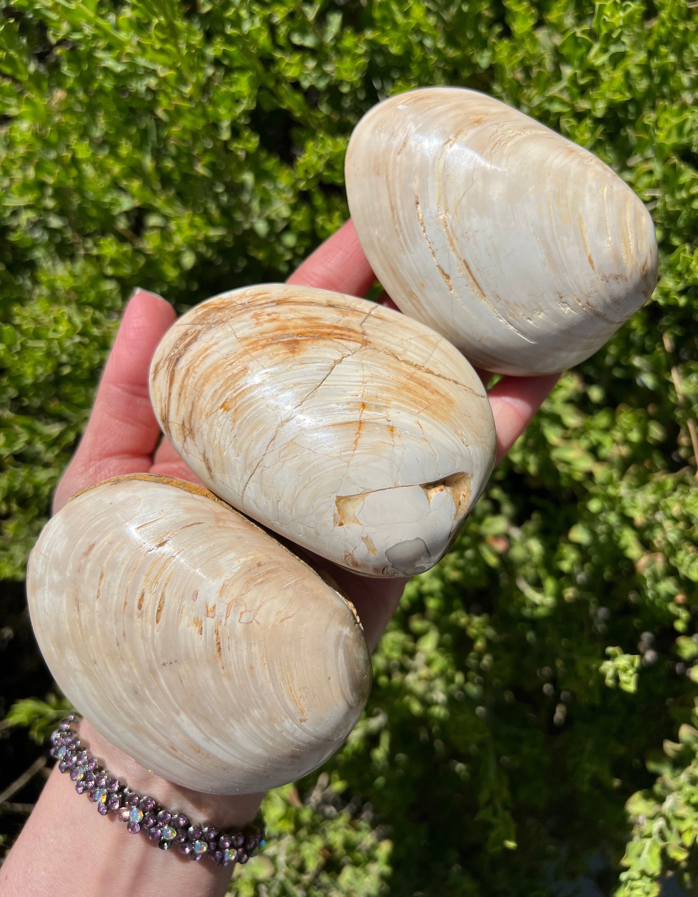 北アメリカ西部の二枚貝 専門書「Bivalve Seashells」 北アメリカ西部の二枚貝 専門書「Bivalve Seashells」 Bivalve
