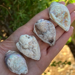 Jumbo Aura Quartz Druzy Spiralite Seashells, Fossilized Shell, Crystallized Seashell, Agatized Seashell
