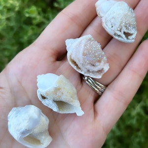 You Choose*Extra Large Aura Quartz Druzy Spiralite Seashells, Fossilized Shell, Crystallized Seashell, Plus FREE Pocket Stones!