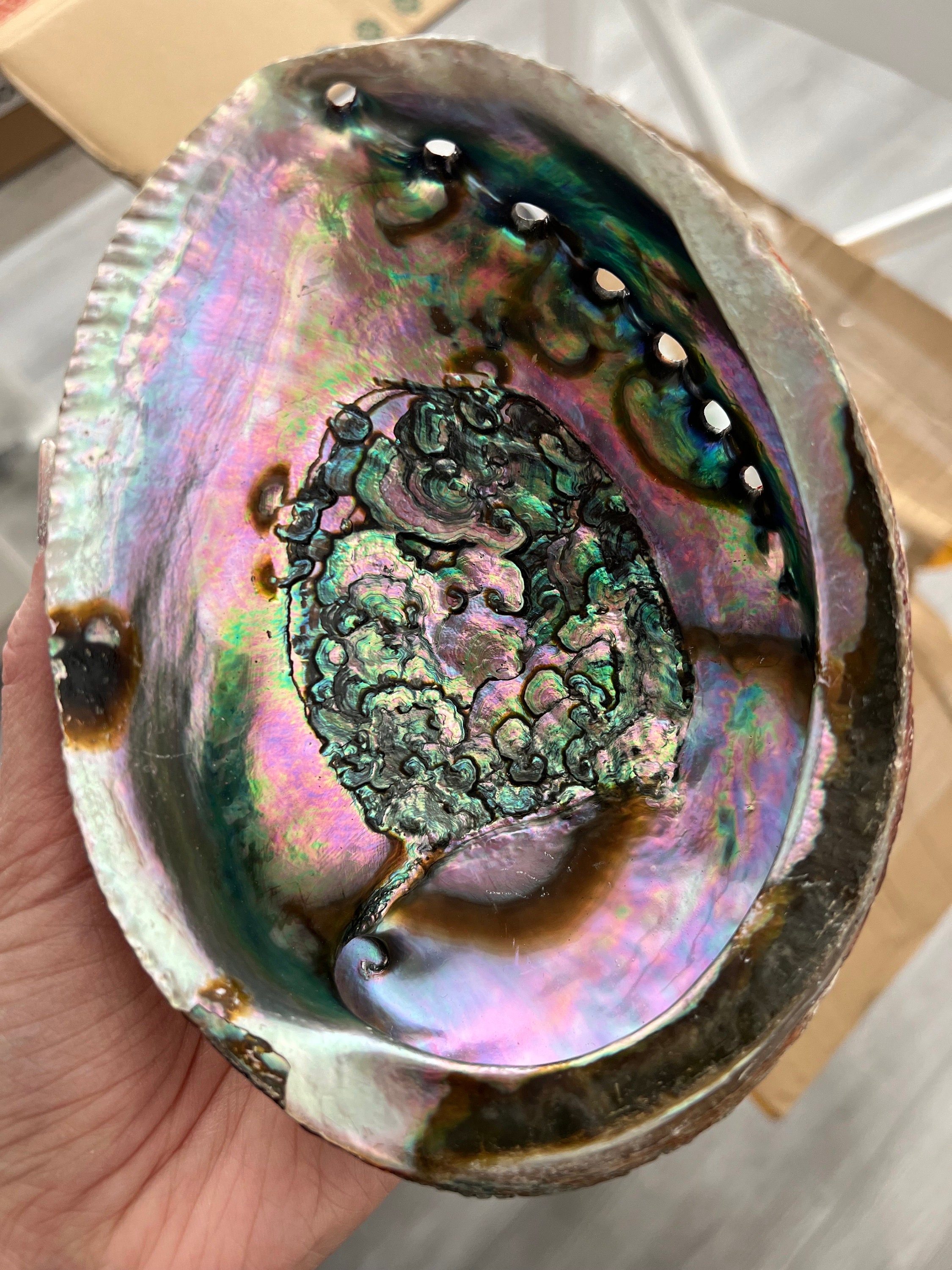 ヴィンテージ アワビ パウア貝 魚の細工 孔雀貝 オブジェ 42cm 希少 ニュージーランド産パウア貝、儀式用貝、お香立て、ビーチ