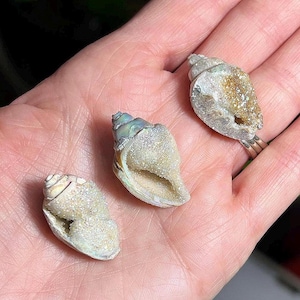 Medium Aura Quartz Druzy Spiralite Seashells, Fossilized Shell, Crystallized Seashell