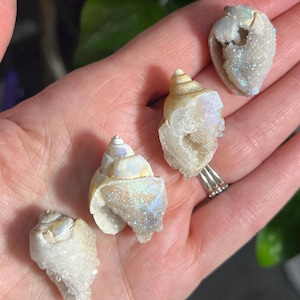 Large Aura Quartz Druzy Spiralite Seashells, Fossilized Shell, Crystallized Seashell, Agatized Seashell