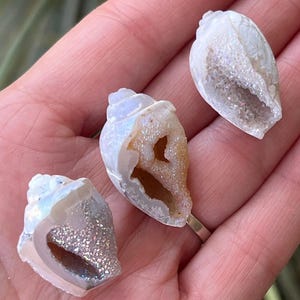 Large Aura Quartz Druzy Spiralite Seashells, Fossilized Shell, Crystallized Seashell, Agatized Seashell