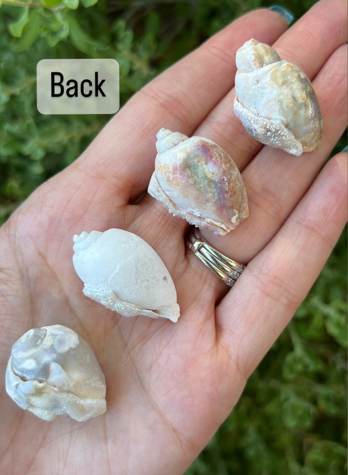 You Choose*extra Large Aura Quartz Druzy Spiralite Seashells