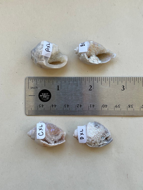 You Choose*extra Large Aura Quartz Druzy Spiralite Seashells