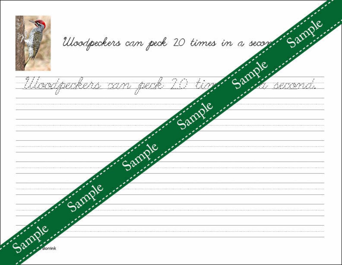 Birds Copywork Print & Cursive - Etsy