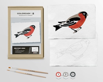 Bird Study : Robin  |  Modern Paint By Numbers Kit