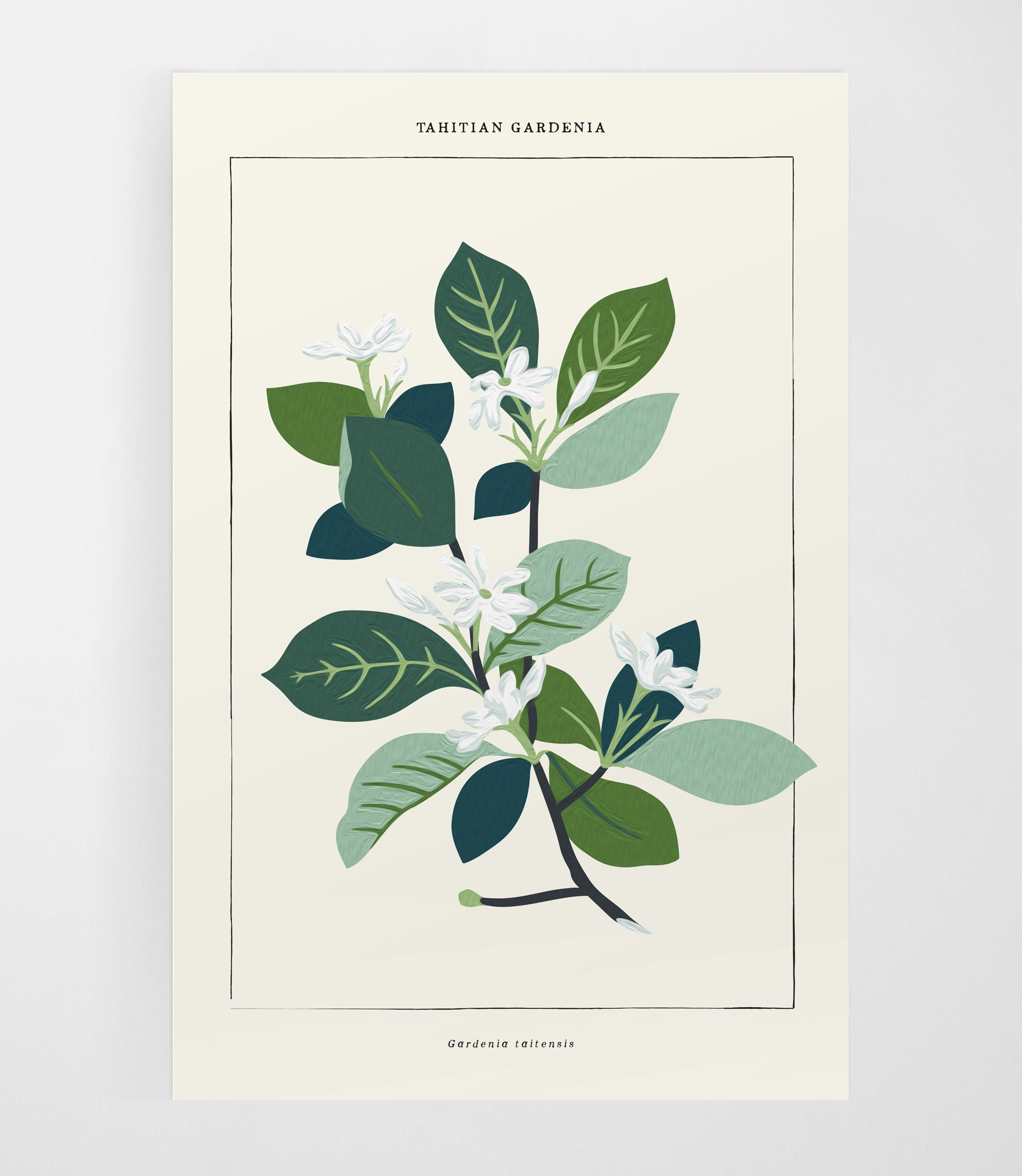 Tahitian Gardenia Botanical - Etsy