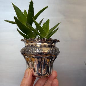 May include: A small, silver-coloured planter with a ruffled rim, holding a vibrant green aloe vera plant. The planter has a detailed, embossed design around its body. The plant's spiky leaves contrast with the smooth, reflective surface of the pot.