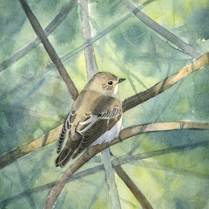 Trauerschnäpper, Original Aquarell und Gouache Malerei, Vogelbild, Wildtierbild