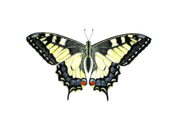 Swallowtail Butterfly Original Painting, Watercolor and Gouache