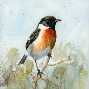 Druck von europäischem Steinchat, Druck von original Aquarellmalerei, Vogelmalerei, Wildtiermalerei, Dekorativ, Wandkunst, Poster