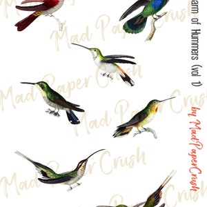 May include: Six colorful hummingbirds with long beaks and iridescent feathers are depicted in a vintage illustration. The birds are perched on branches and in flight, showcasing their vibrant colors and intricate details.