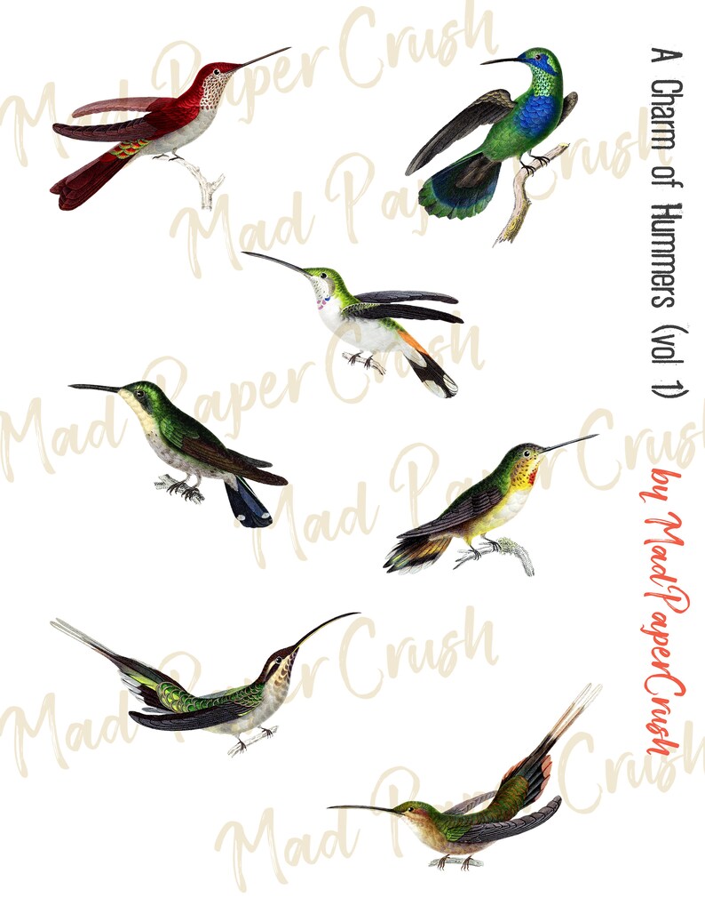 May include: Six colorful hummingbirds with long beaks and iridescent feathers are depicted in a vintage illustration. The birds are perched on branches and in flight, showcasing their vibrant colors and intricate details.