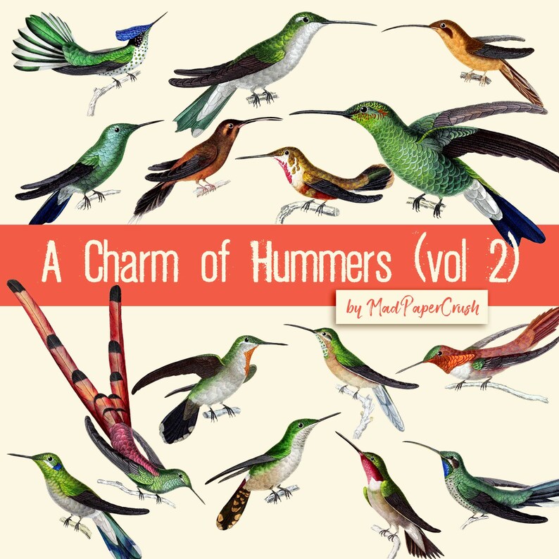 Fussy Cut Hummingbirds (vol. 2) - Digitala vintagekolibrier, kolibri-clipart bild 1