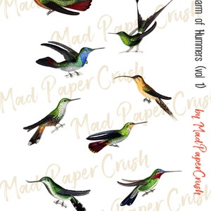 May include: A collection of eight colorful hummingbird illustrations with intricate details. The hummingbirds are depicted in various poses, showcasing their vibrant plumage and delicate features. The illustrations are set against a white background.