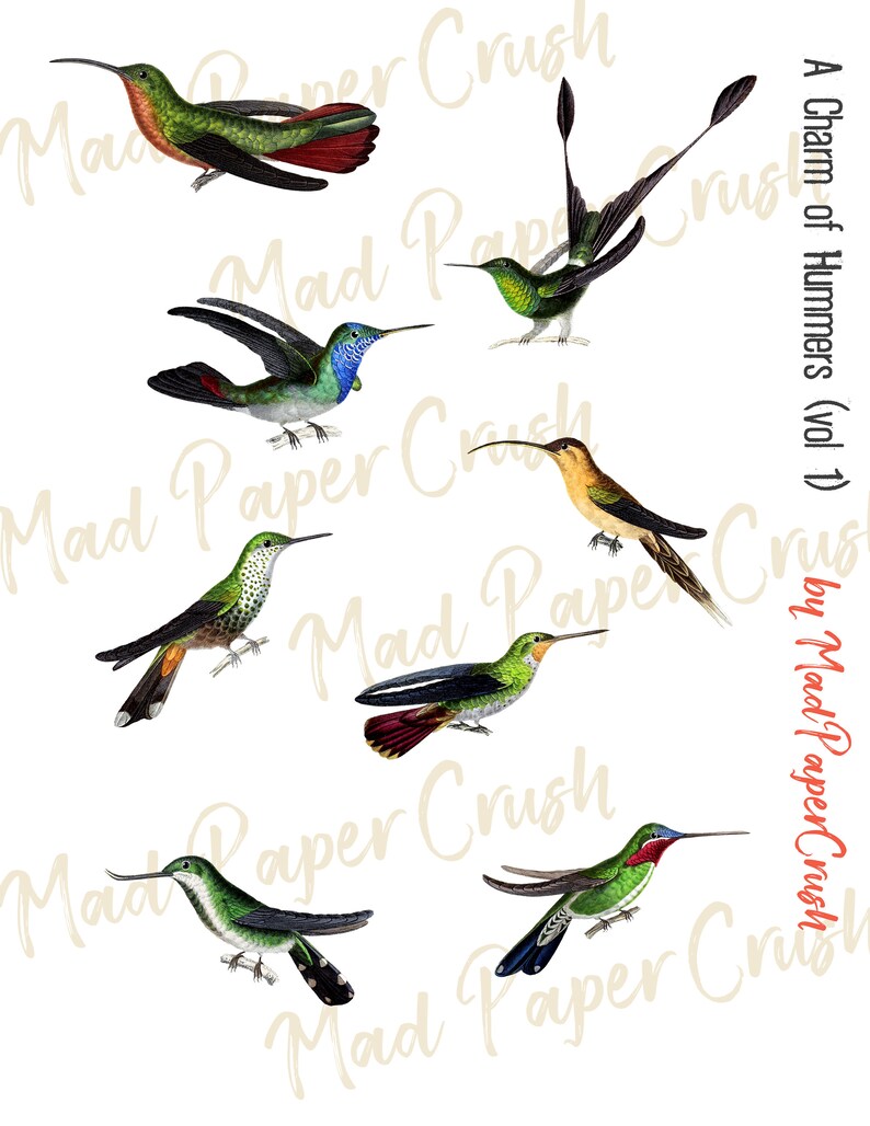 May include: A collection of eight colorful hummingbird illustrations with intricate details. The hummingbirds are depicted in various poses, showcasing their vibrant plumage and delicate features. The illustrations are set against a white background.