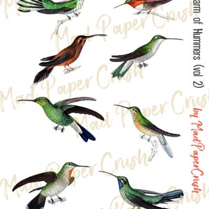 Fussy Cut Hummingbirds (vol. 2) - Digitala vintagekolibrier, kolibri-clipart bild 3