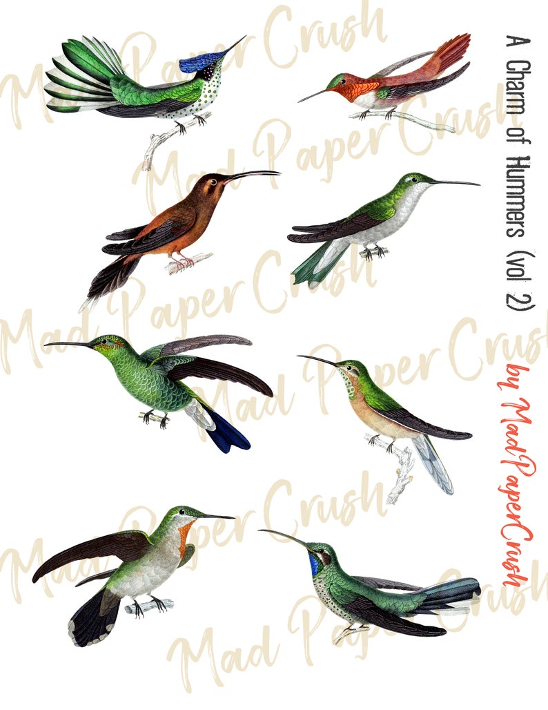 Fussy Cut Hummingbirds (vol. 2) - Digitala vintagekolibrier, kolibri-clipart bild 3