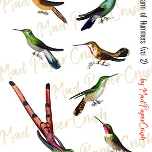 Fussy Cut Hummingbirds (vol. 2) - Digitala vintagekolibrier, kolibri-clipart bild 2