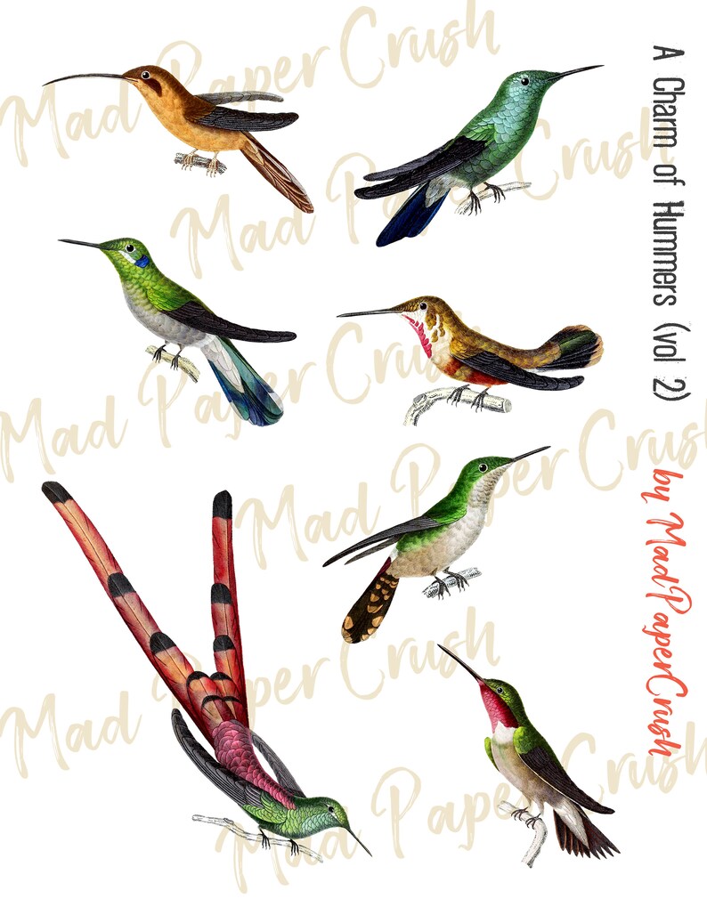 Fussy Cut Hummingbirds (vol. 2) - Digitala vintagekolibrier, kolibri-clipart bild 2