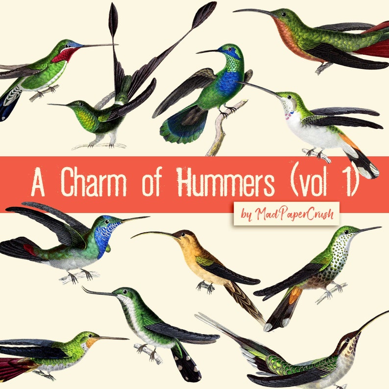 May include: A digital illustration of a charm of hummingbirds, a collection of 10 different species of hummingbirds with vibrant colors and intricate details. The image is titled "A Charm of Hummers (vol 1) by Mad Paper Crush".