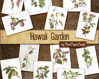May include: A collection of 10 vintage botanical illustrations featuring various Hawaiian flowers and plants. The illustrations are in a watercolor style and are set against a rustic background. The title "Hawaii Garden" and the text "by Mad Paper Crush" are visible at the bottom of the image.