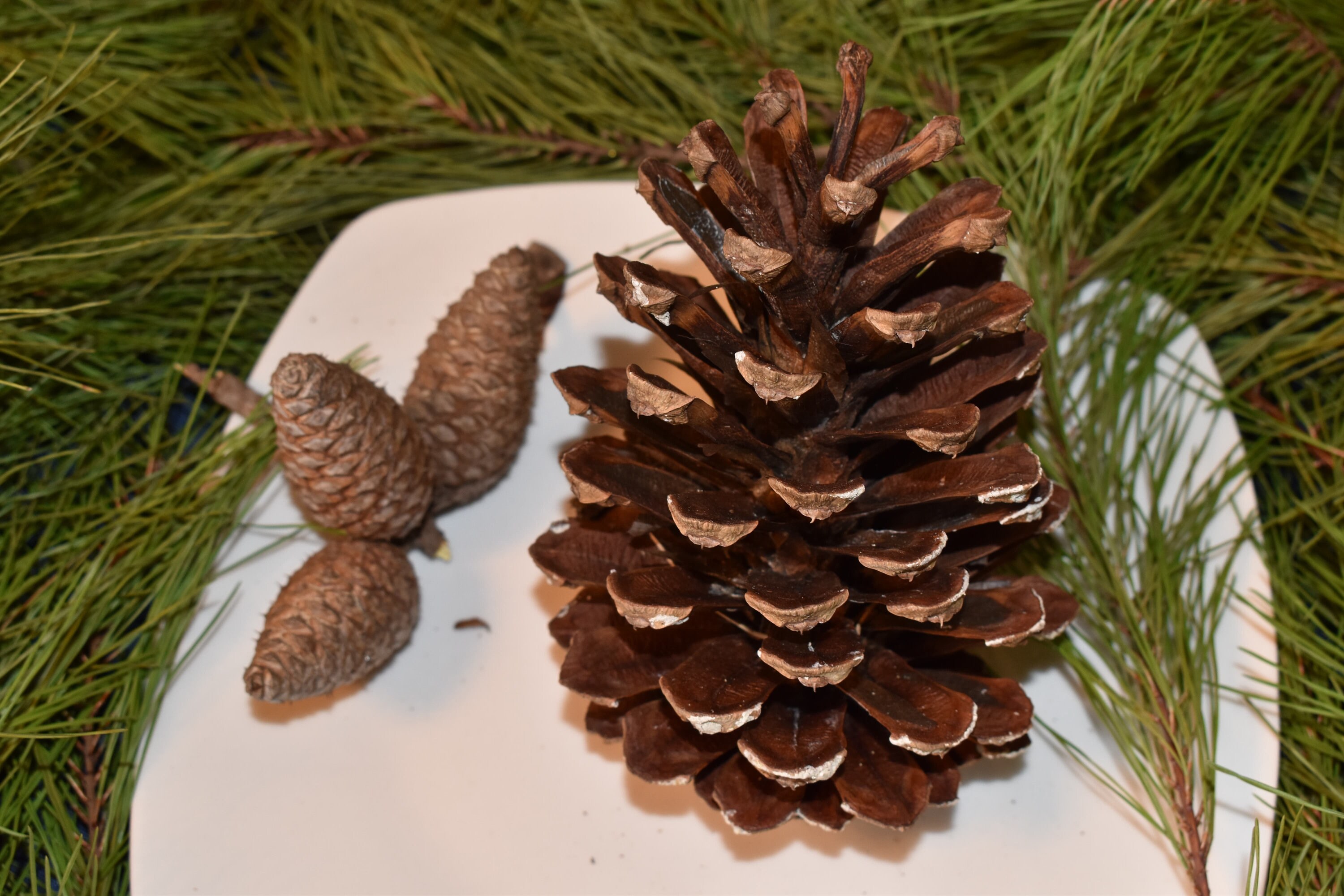 67 Bulk Large Pine Cone Natural Pine Cones Pine Cone Etsy