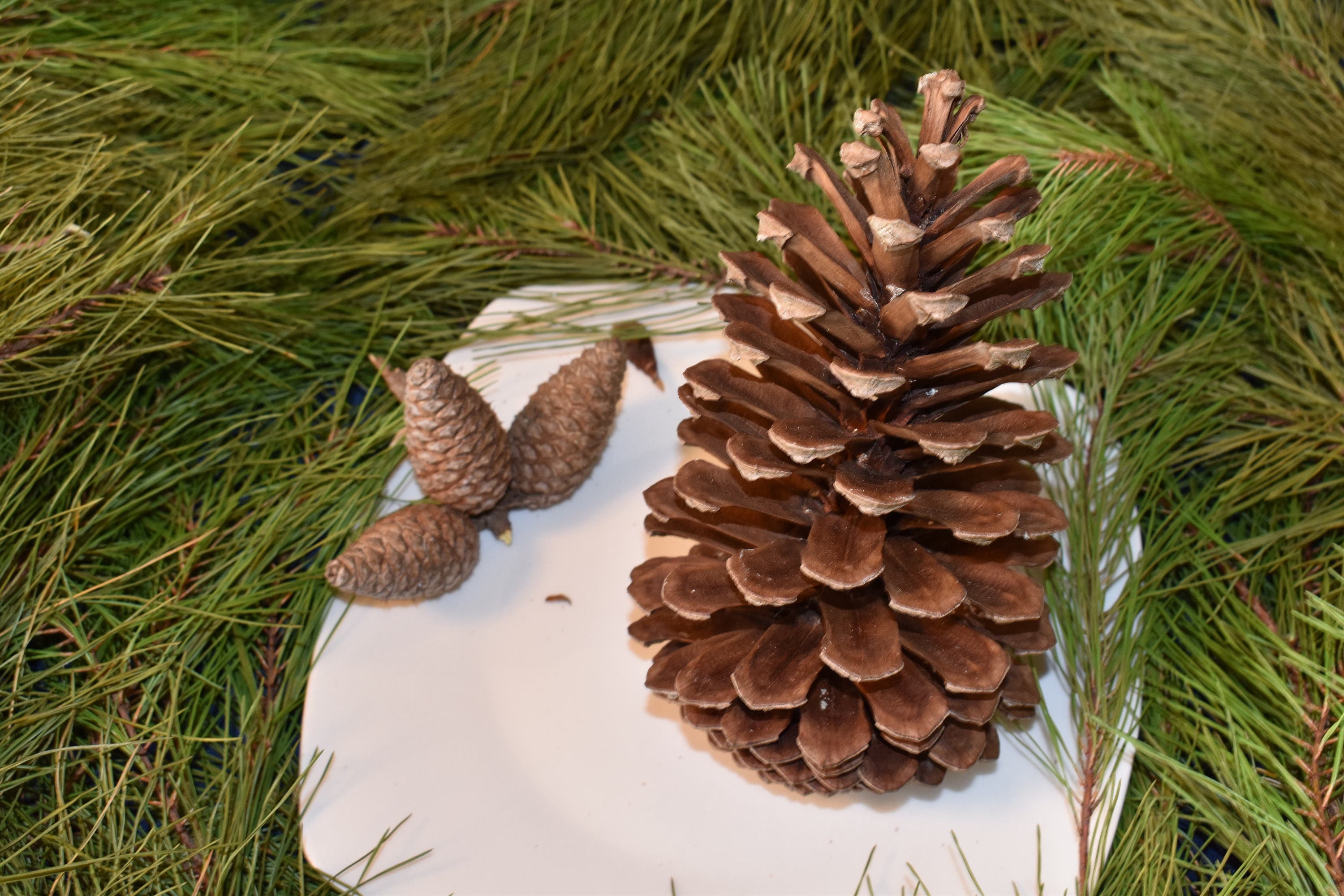 78 Bulk Large Pine Cone Natural Pine Cones Pine Cone Etsy