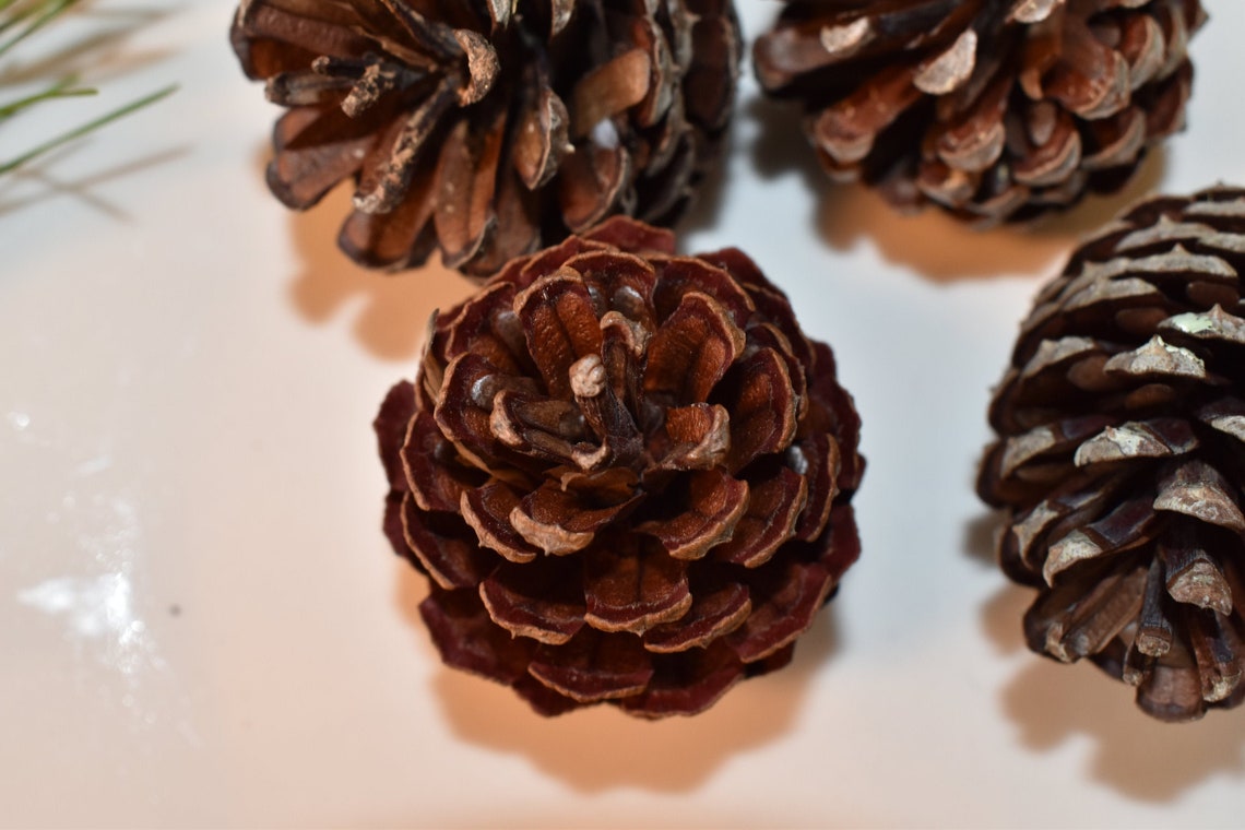 Lot De 200 Pommes De Pin Naturelles Pour Noël , Décoration De Mariage, Automne, Hiver