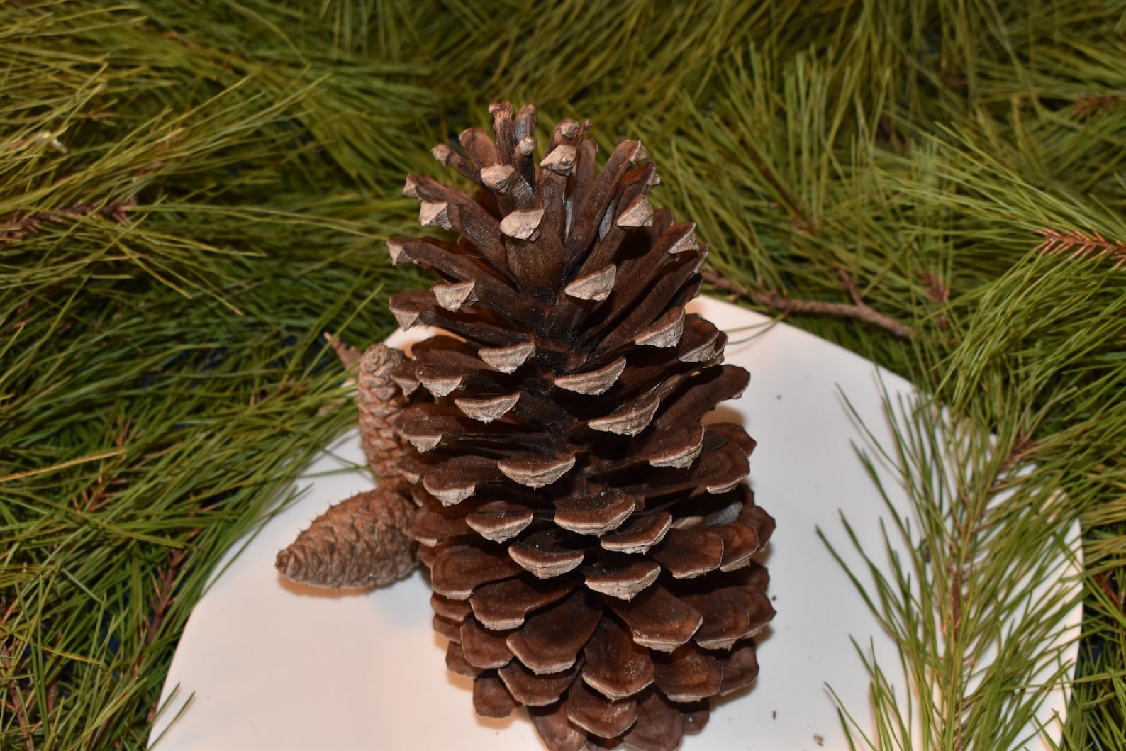 67 Bulk Large Pine Cone Natural Pine Cones Pine Cone Etsy