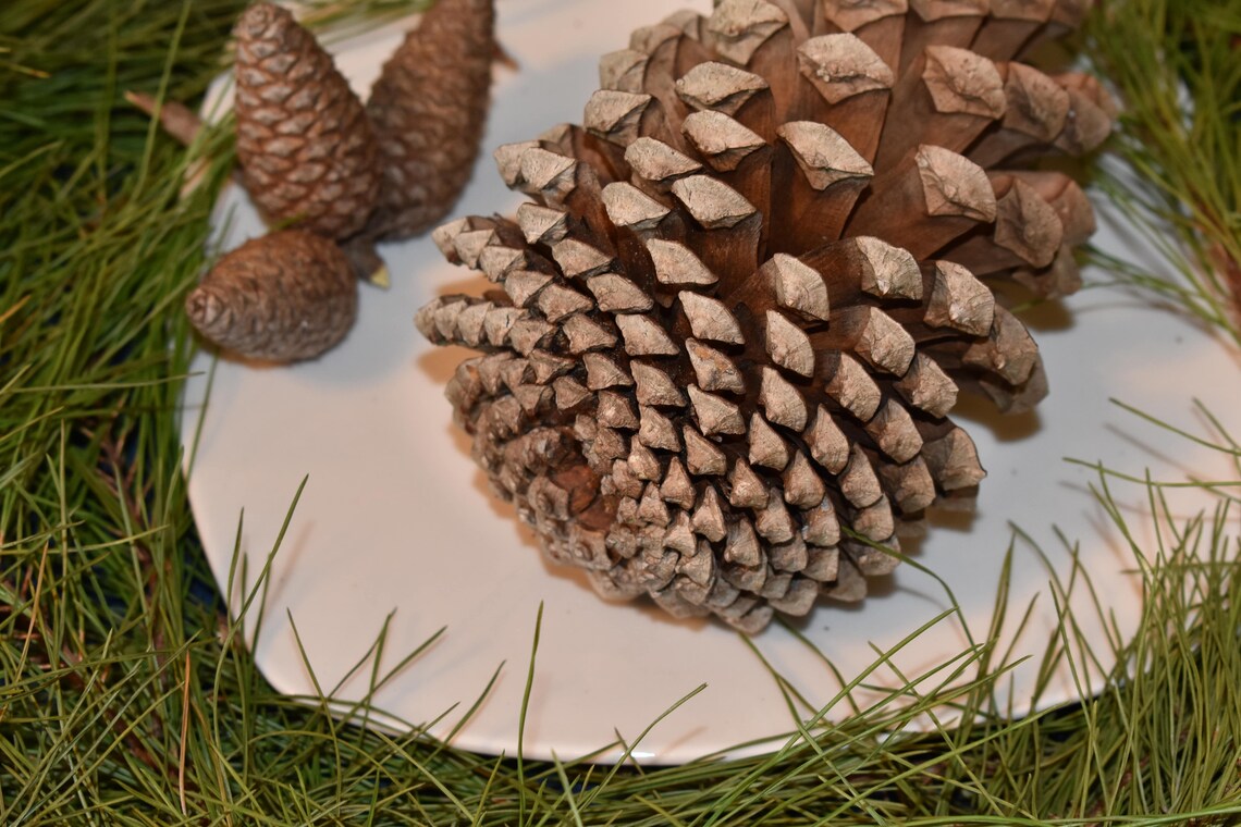 78 Bulk Large Pine Cone Natural Pine Cones Pine Cone Etsy