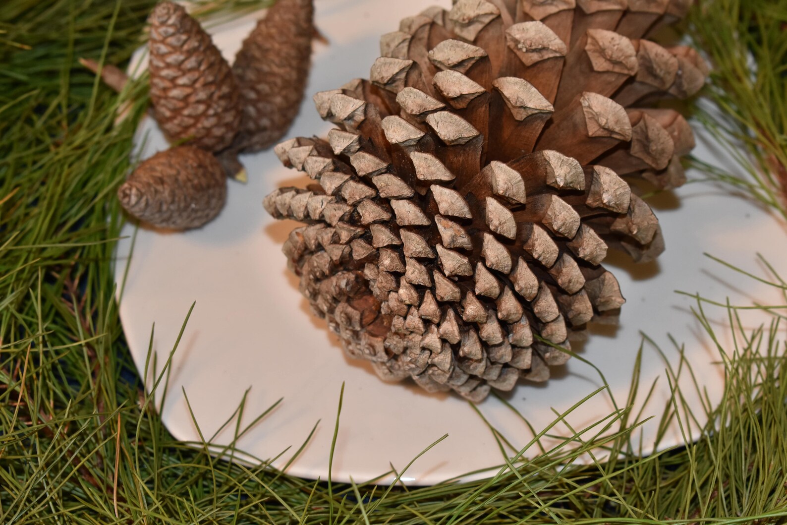78 Bulk Large Pine Cone Natural Pine Cones Pine Cone Etsy