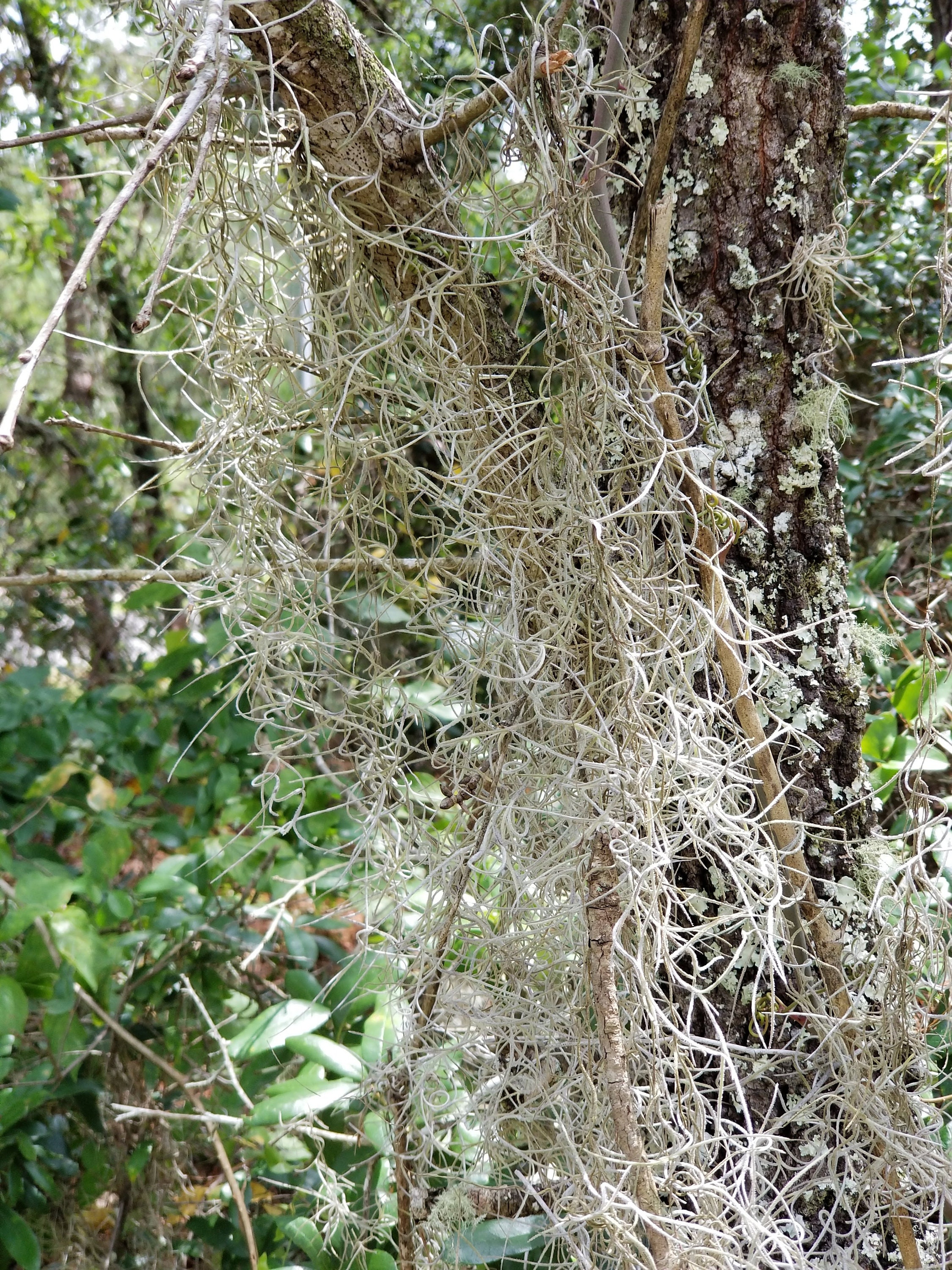 Fresh Spanish Moss Florida LIVE Air Plant Overstuffed 1 Gallon Bag