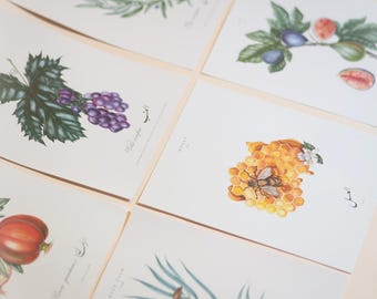 Fruits of the Qur'an - Islamic Botanicals