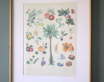 Foods of the Final Prophet - A Botanical Print Poster