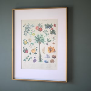 Speisen des letzten Hellsehers - Ein botanischer Kunstdruck