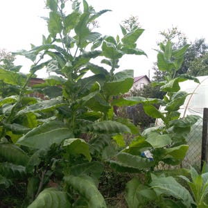 Tobacco seeds Verginia 10000+