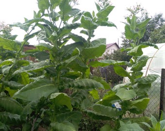 Semillas de tabaco Virginia 10000+