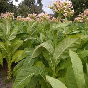 Tobacco seeds organic Kentucky 10000+