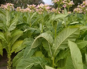 Semillas de tabaco orgánico Kentucky 10000+