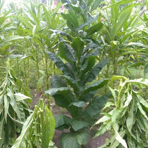 Tobacco seeds Burley 10000+