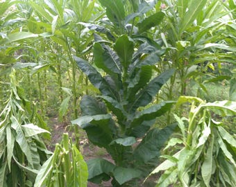 Semillas de tabaco Burley 10000+