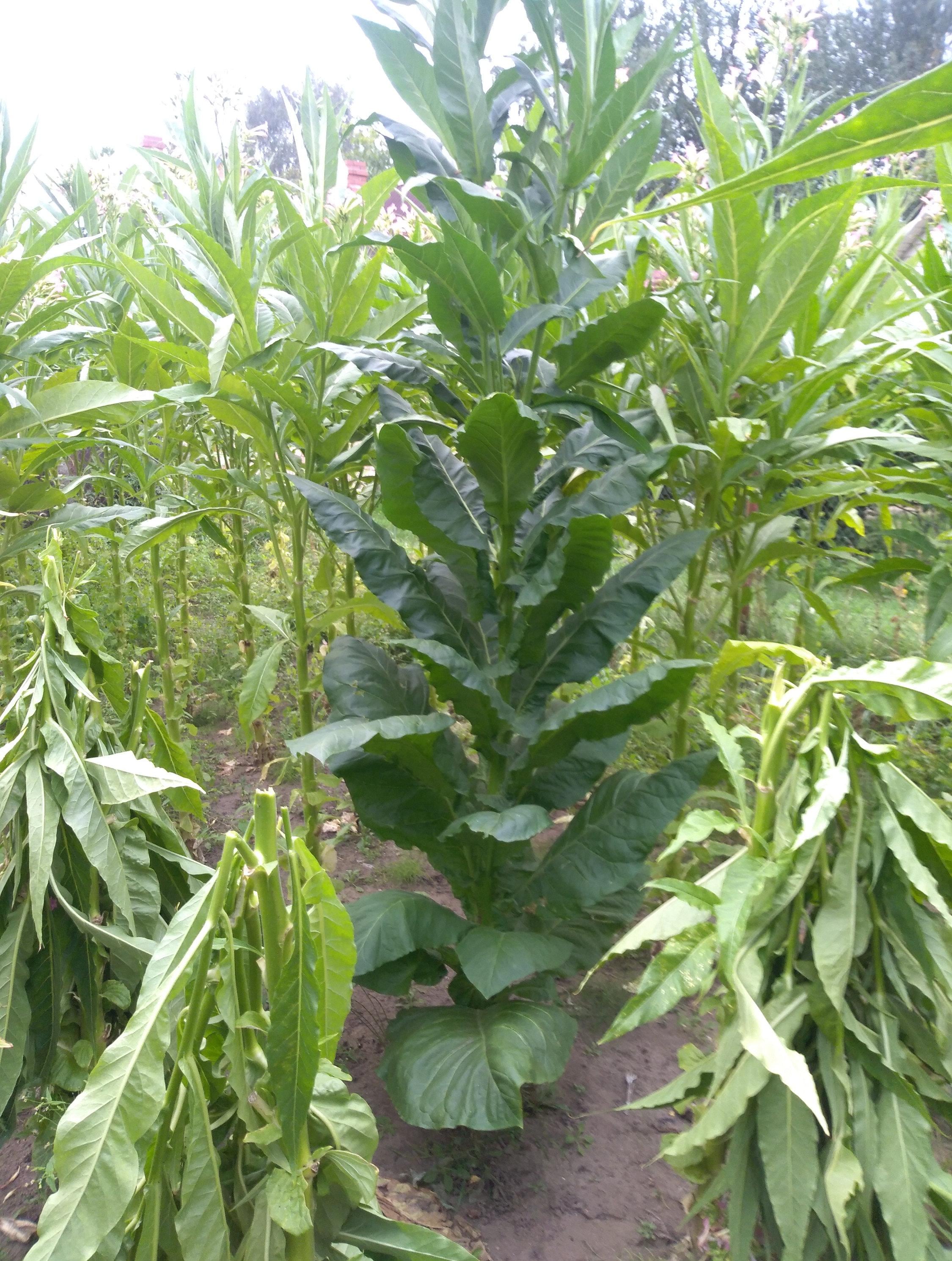Organic Tobacco Leaf