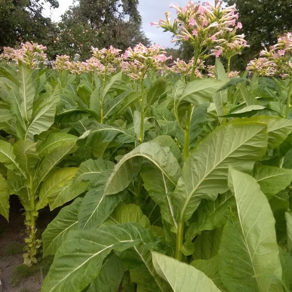 Tobacco Seeds Etsy Australia