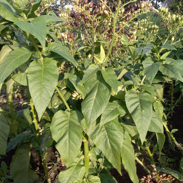 Tobacco Seeds Etsy Australia