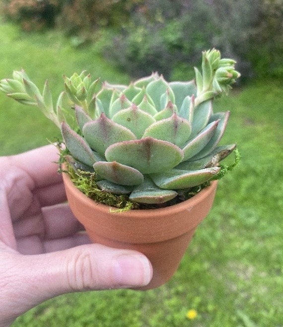 Build a Box - Succulent in Clay Pot