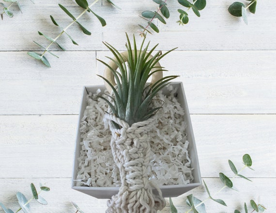 Build a Box Item - Air Plant in Macrame Hanger