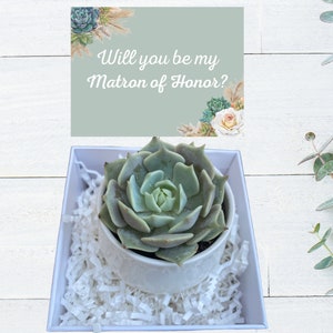 Matron of Honor Proposal Gift - Succulent Gift - Plant Gift -Bridesmaid Favors - Will You Be My Matron of Honor?